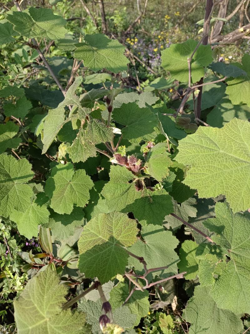 有做各种野生悬钩子根，茅梅根，三月泡，蛇泡竻，红梅根药材