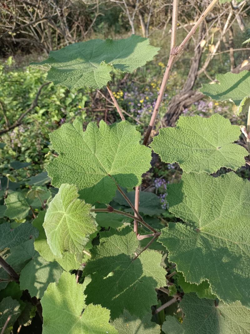 有做各种野生悬钩子根，茅梅根，三月泡，蛇泡竻，红梅根药材