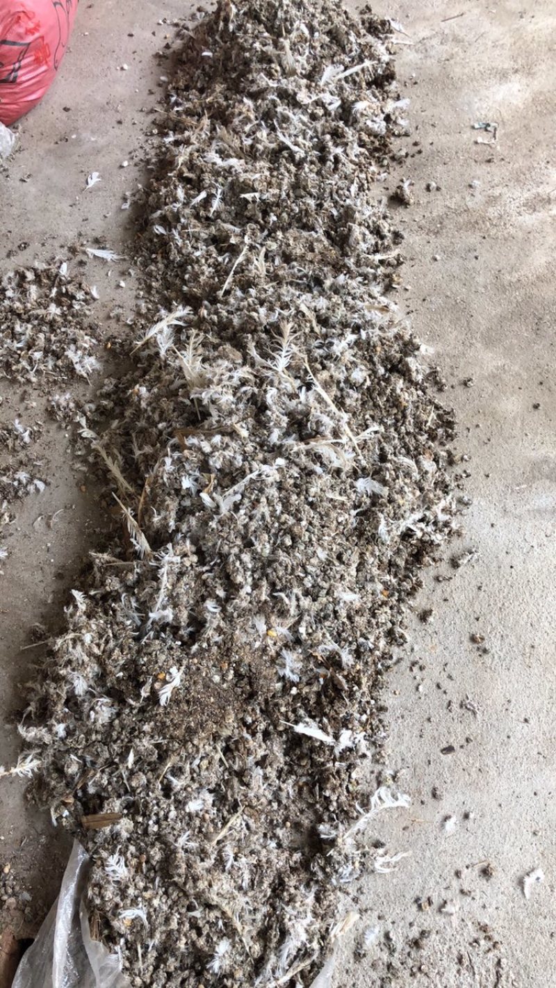 鸽粪大量供应江西，福建，广西，梅州地区。欢迎订购。