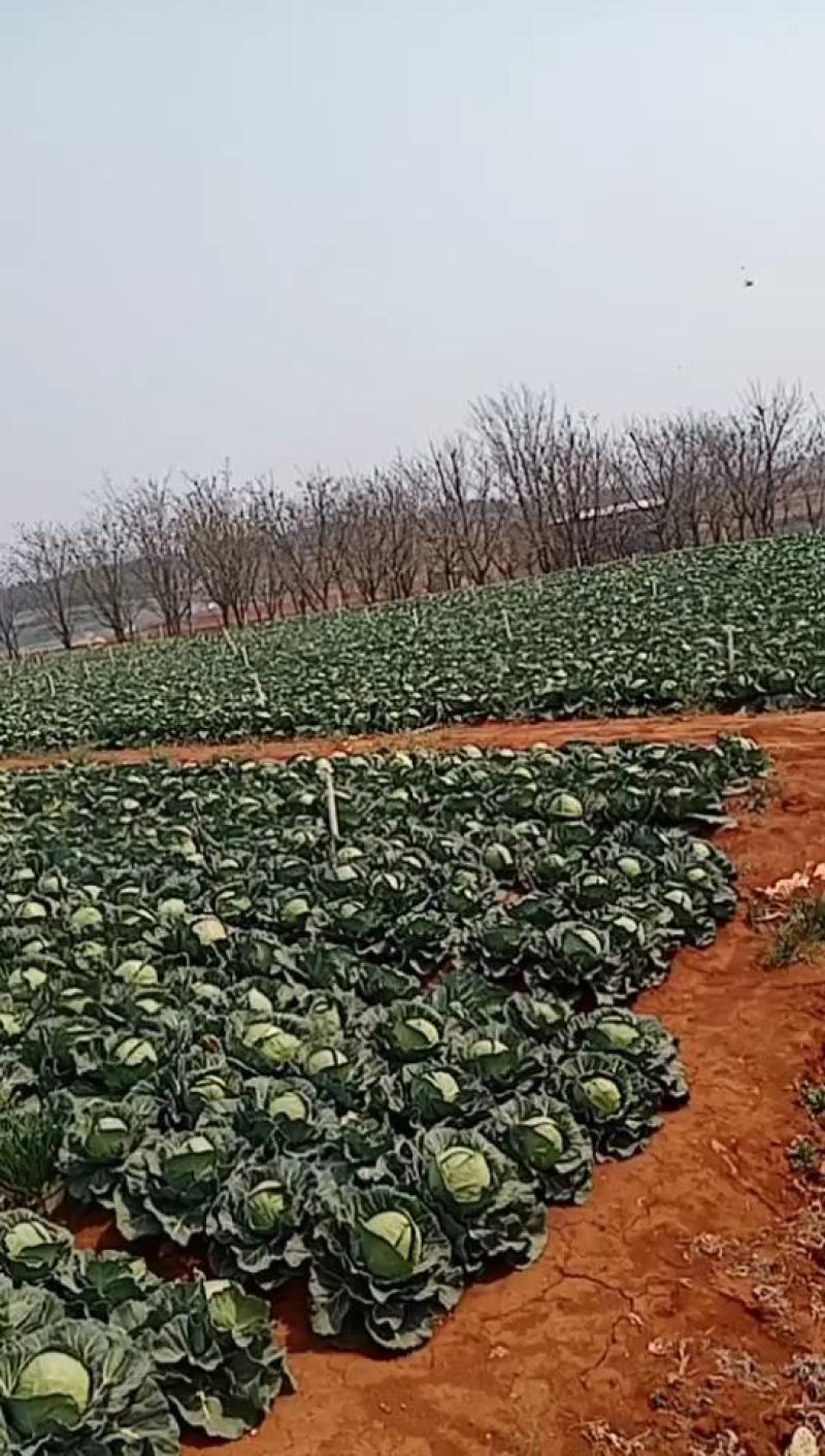 精品甘蓝大量上市，量大从优