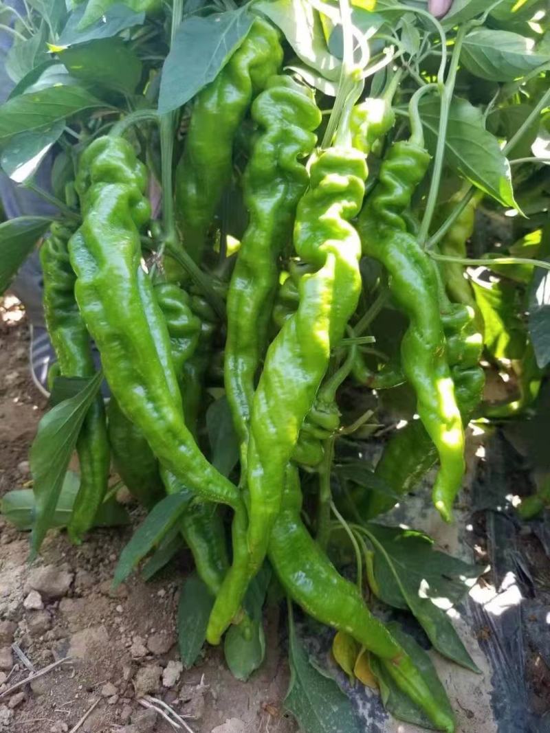 大螺丝辣椒大量上市，需要收购的老板联系我