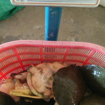 精品黄河鳖，黑花鳖，