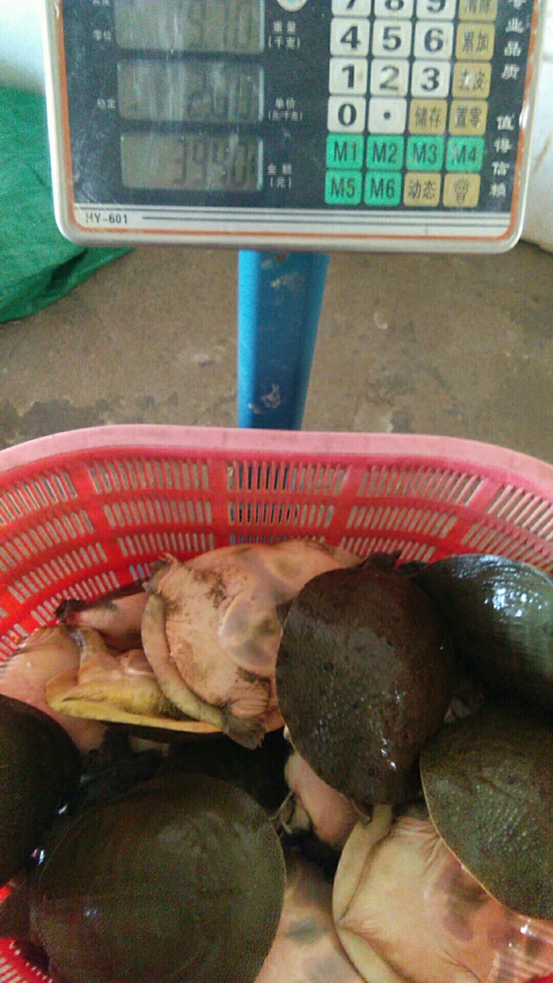 精品黄河鳖，黑花鳖，