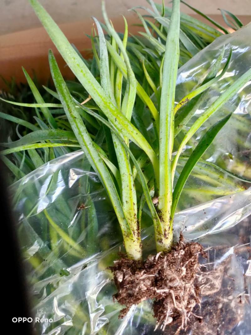 康乃馨小苗，品种多，成活高，基地直销，带花发货