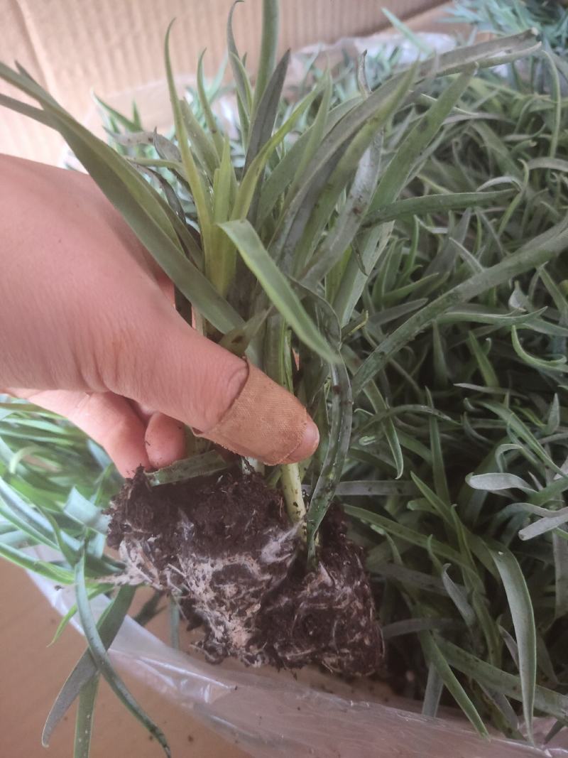 康乃馨小苗，品种多，成活高，基地直销，带花发货