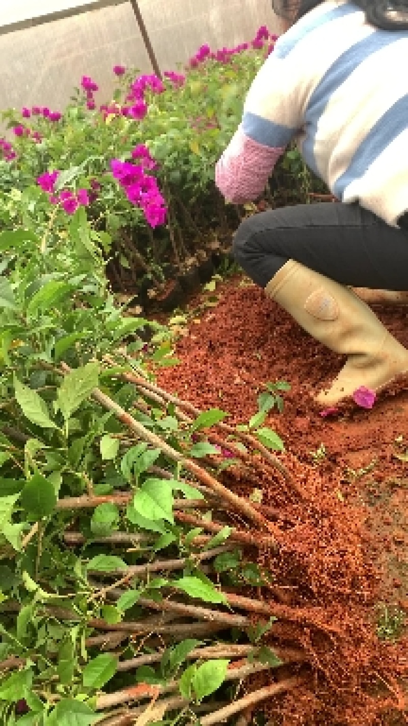 三角梅，别名叶子花，紫色和红色，脱土发货，也可带土
