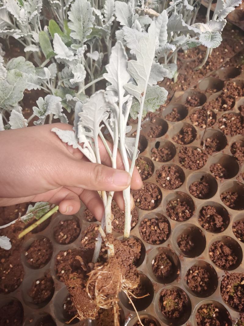 银叶菊，根系好，成活高，价格优惠，高十五公分