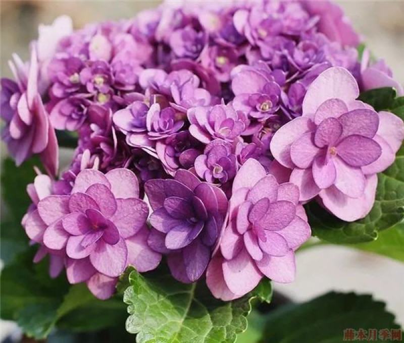 绣球花苗，花苞大，成活高，你要的品种我都有