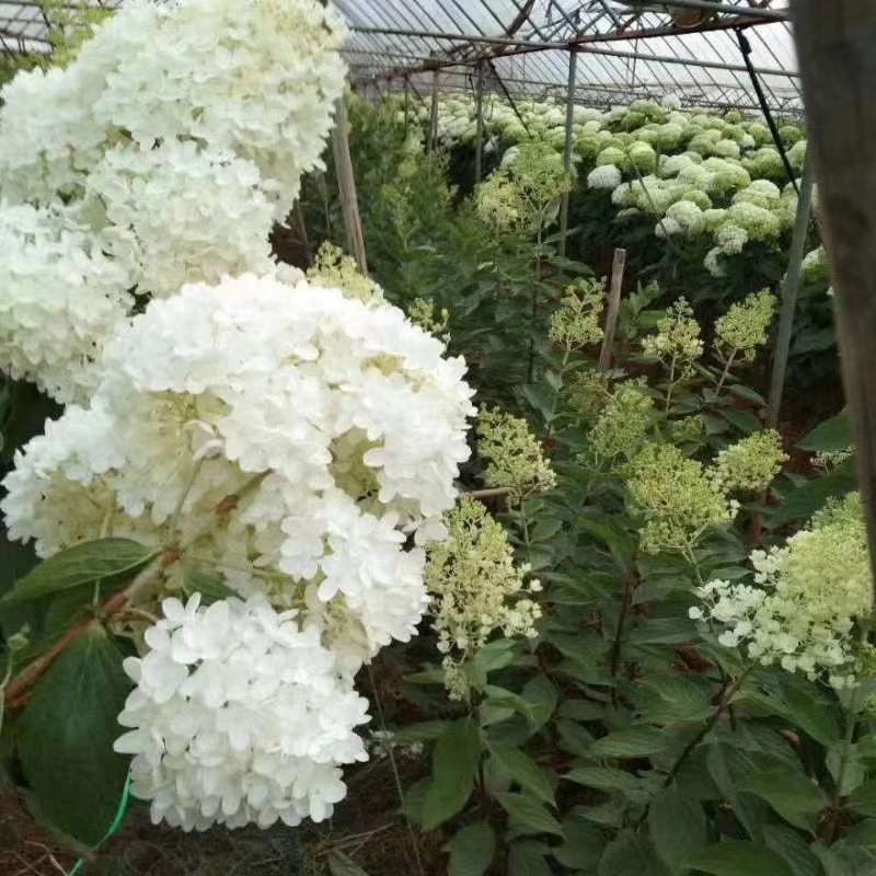 绣球花苗，花苞大，成活高，你要的品种我都有