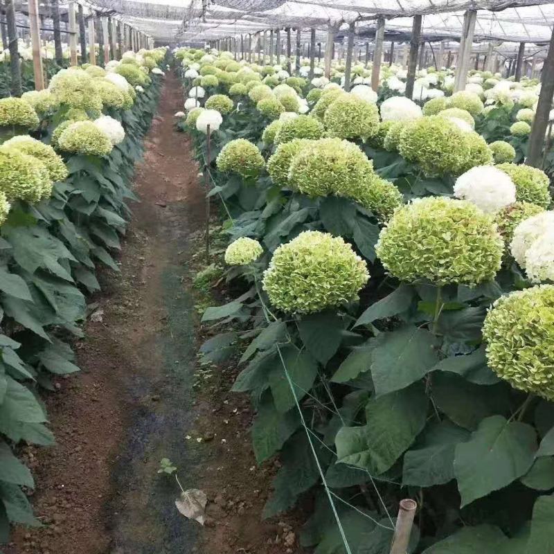 绣球花苗，花苞大，成活高，你要的品种我都有