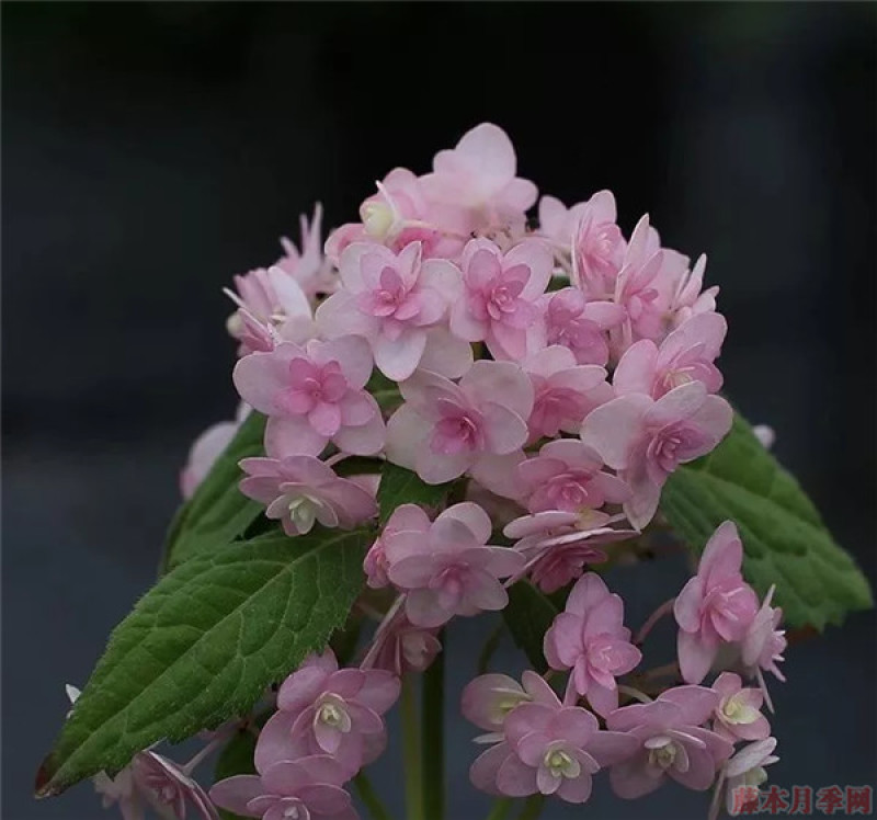 绣球花苗，花苞大，成活高，你要的品种我都有