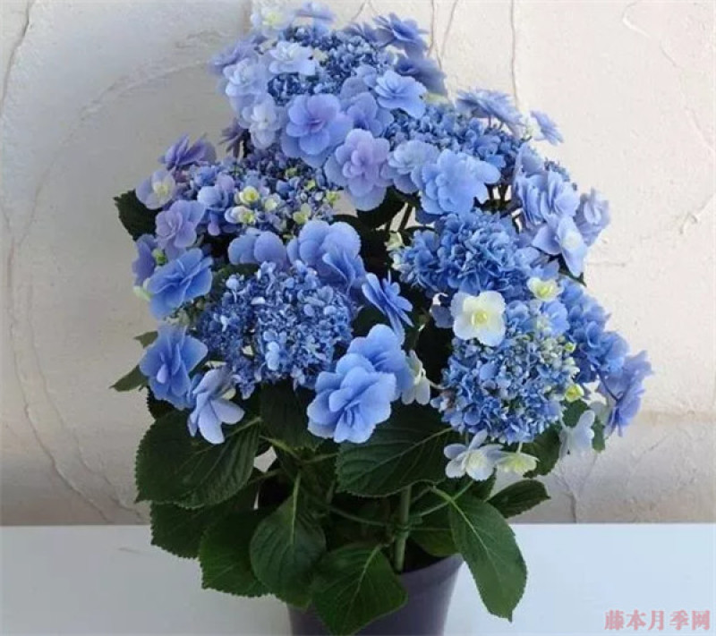 绣球花苗，花苞大，成活高，你要的品种我都有