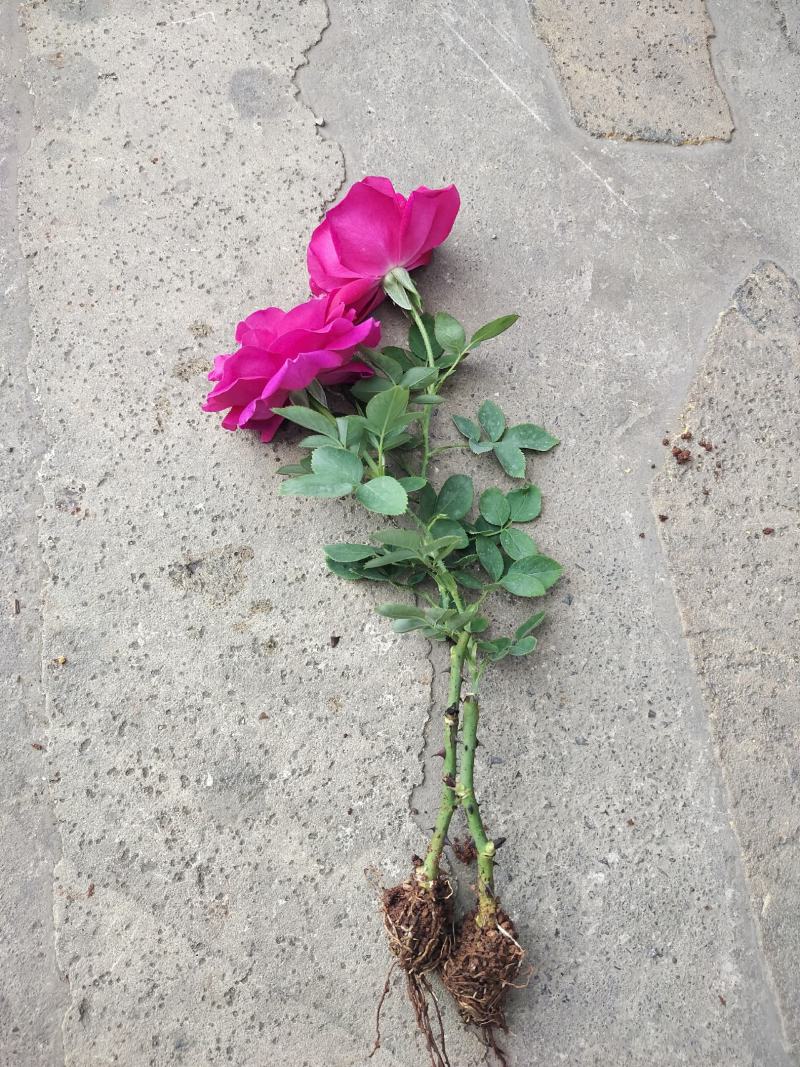 食用玫瑰苗10~20cm，成活高，好种植