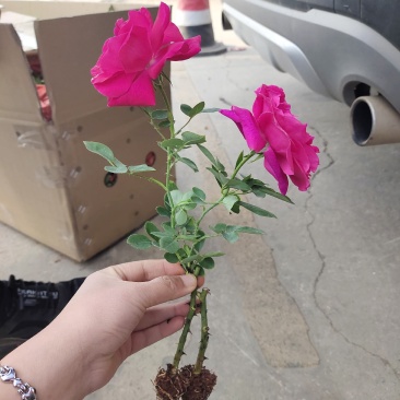 食用玫瑰苗10~20cm，成活高，好种植