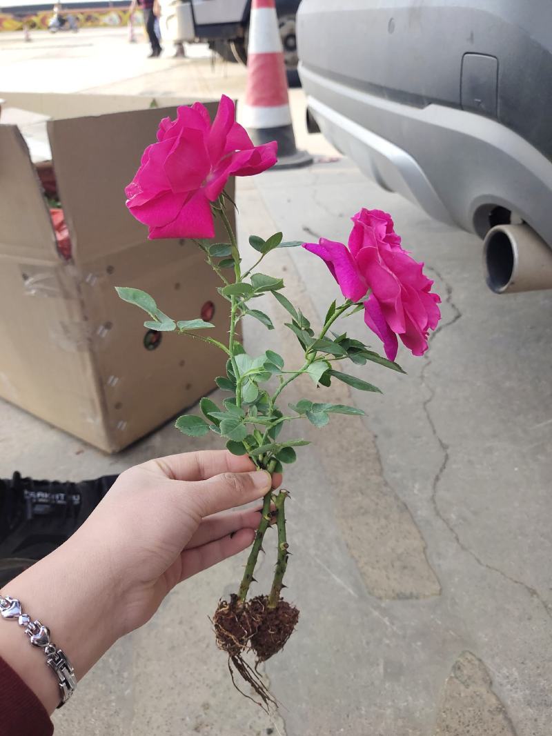 食用玫瑰苗10~20cm，成活高，好种植