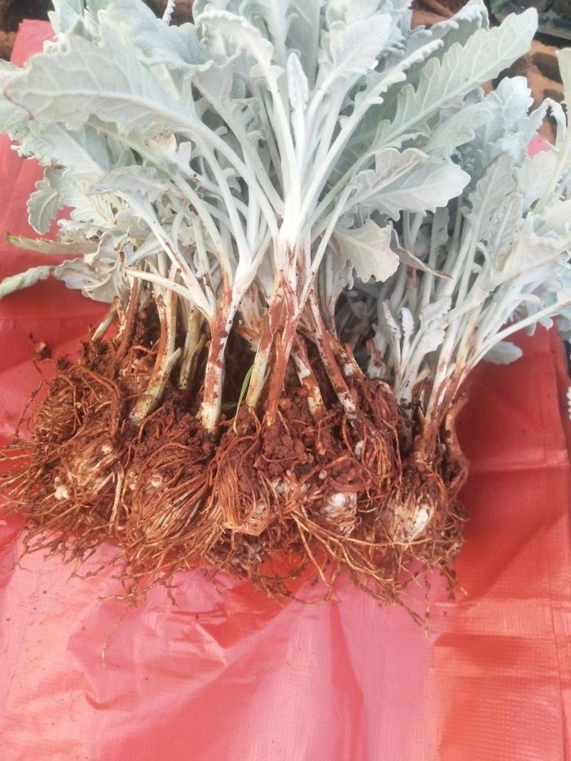 银叶菊，根系好，成活高，价格优惠，高十五公分