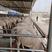 澳洲白头胎怀孕大母羊，适应环境能力好，品种纯正