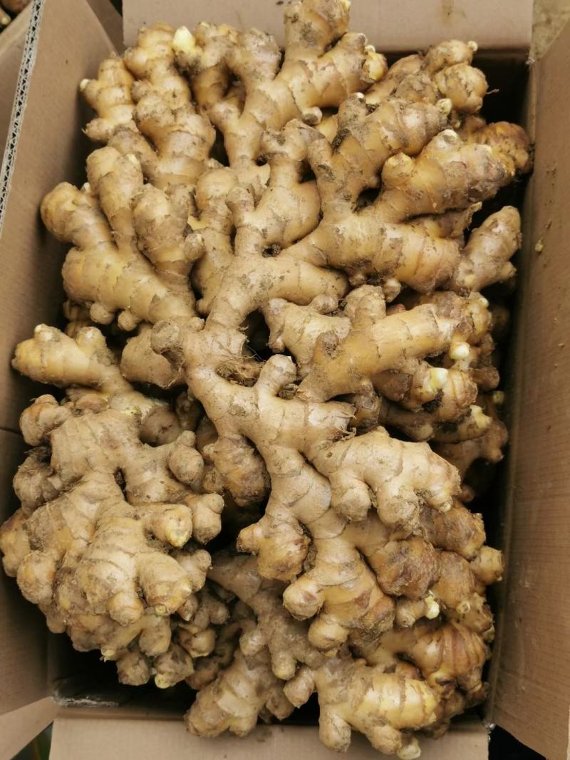 精选小黄姜新鲜上市姜味十足现挖现卖量大从优