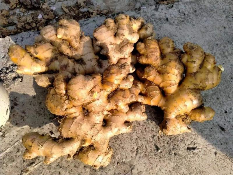 精选小黄姜新鲜上市姜味十足现挖现卖量大从优