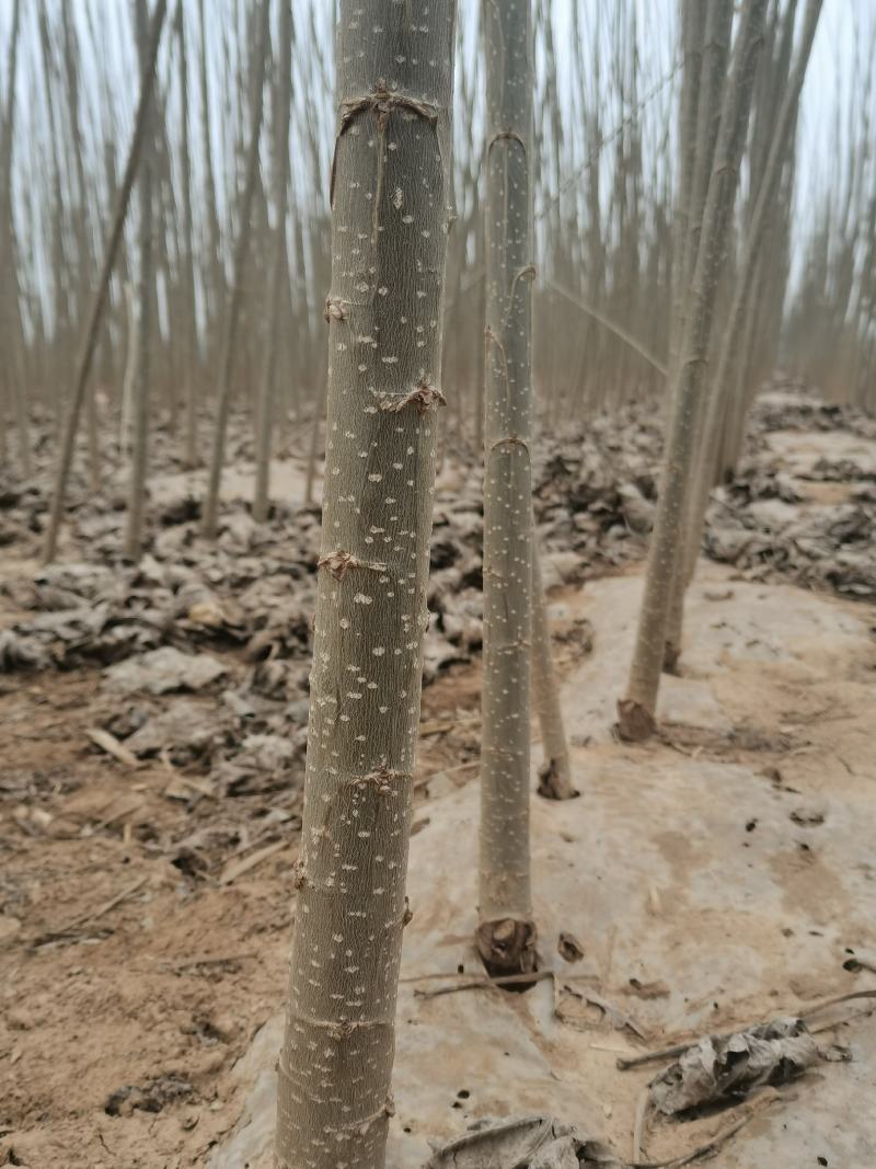 大量出售各种规格107杨树苗，根系发达，带土