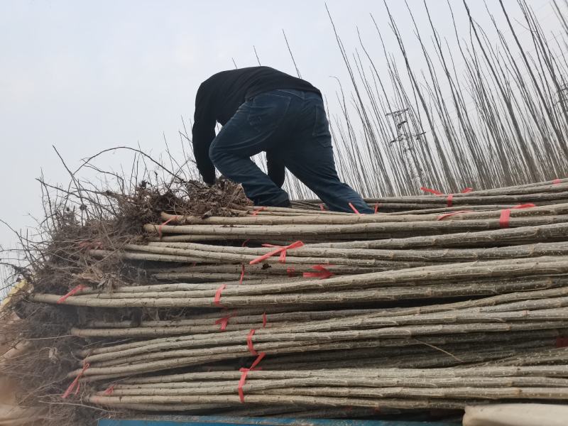 大量出售各种规格107杨树苗，根系发达，带土