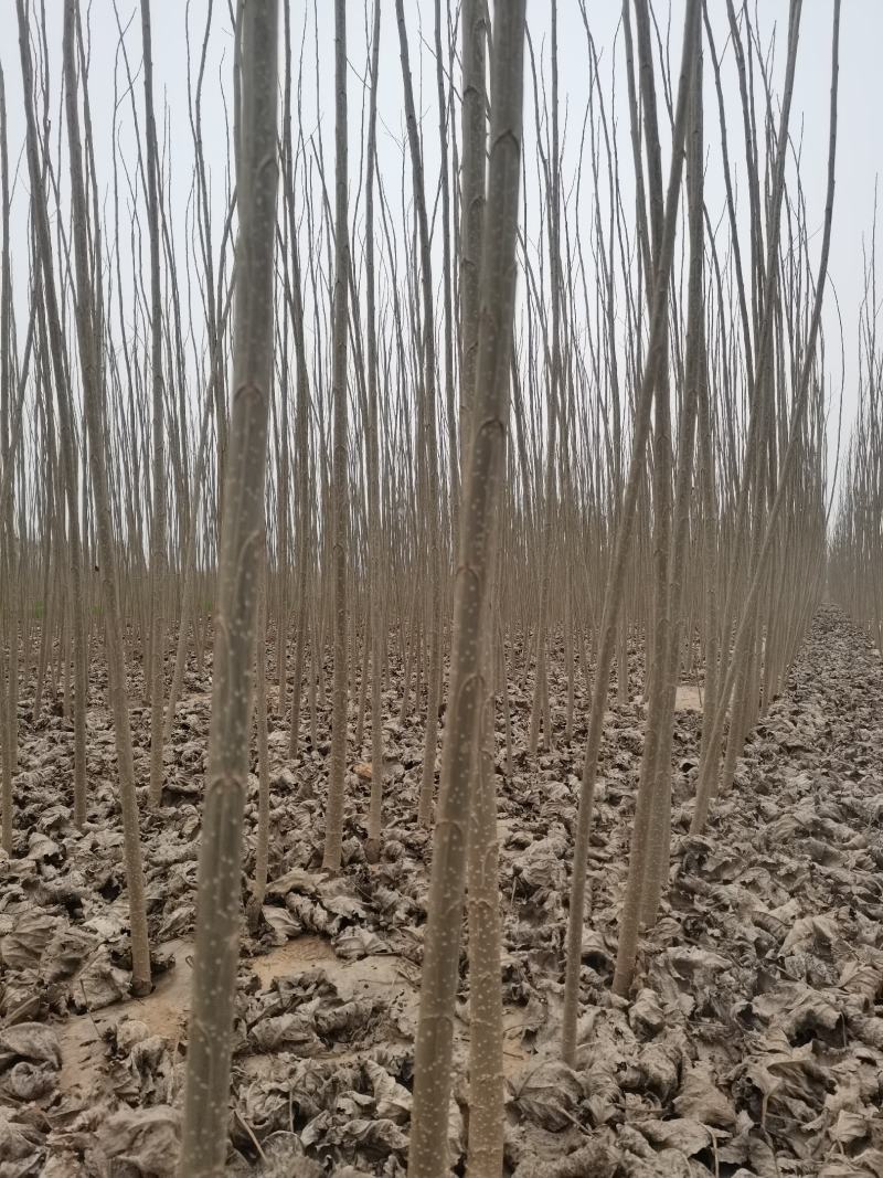 大量出售各种规格107杨树苗，根系发达，带土