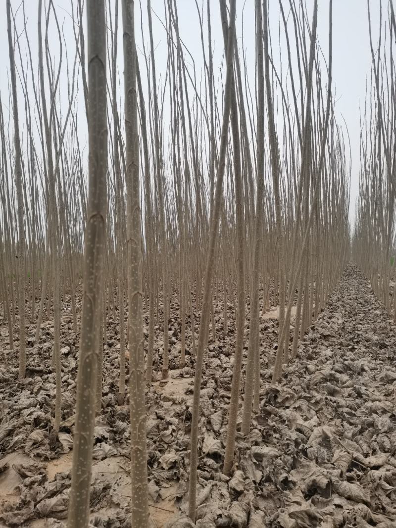 大量出售各种规格107杨树苗，根系发达，带土