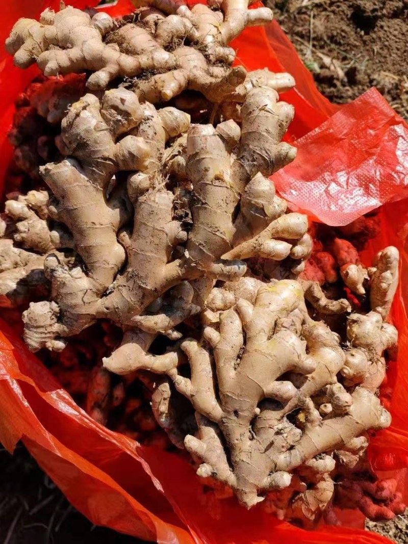 生姜产地山东生姜果蔬，大黄姜基地大量供应，