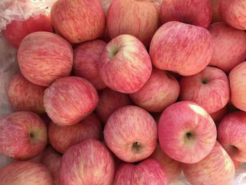 苹果，红富士苹果，口感脆甜，保质保量，一手货源，欢迎选购