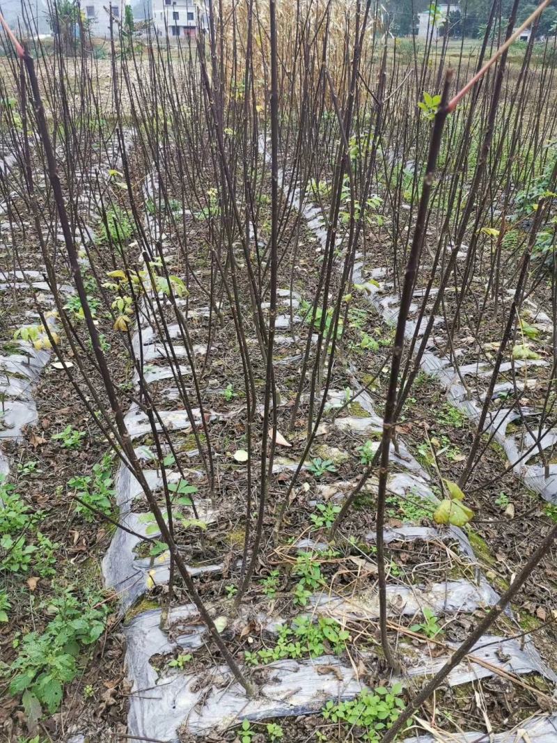 中花吴茱萸苗（正品中花品种，广西品种）大量供应