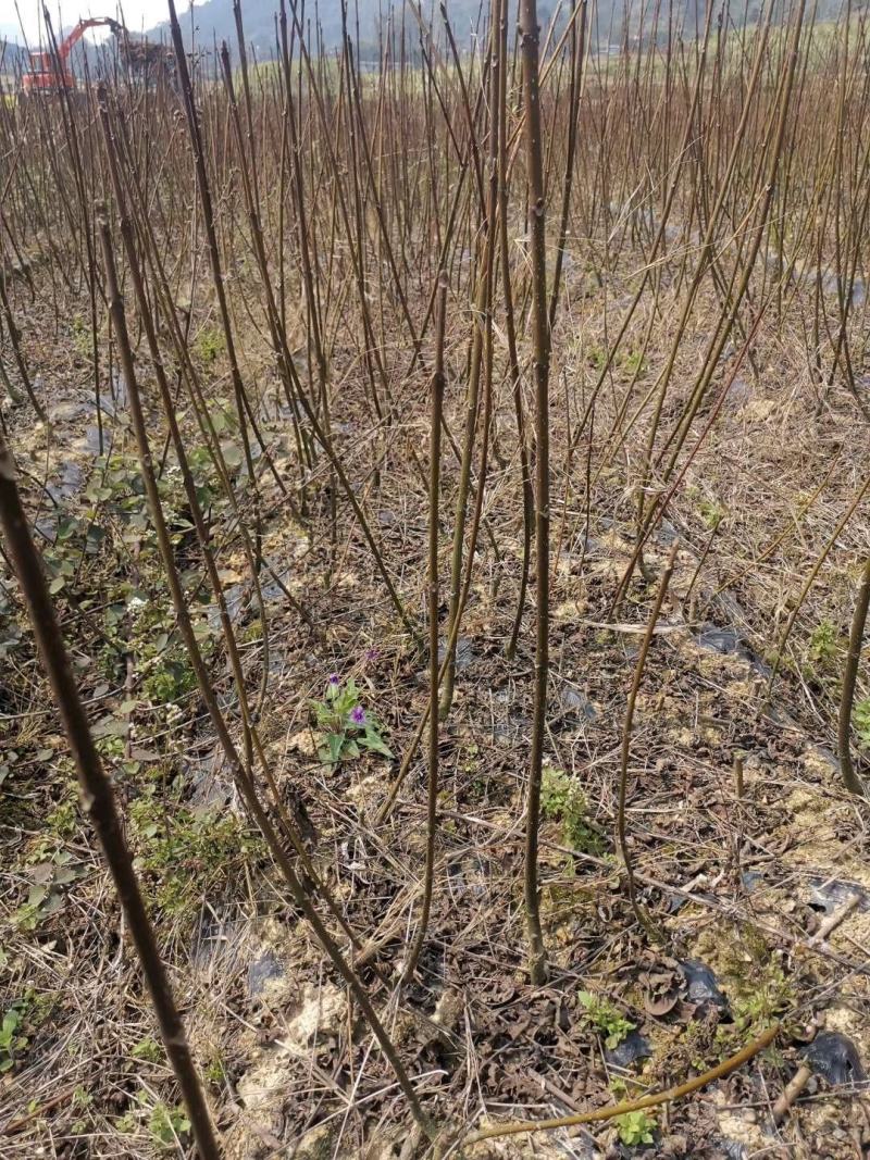 中花吴茱萸苗（正品中花品种，广西品种）大量供应