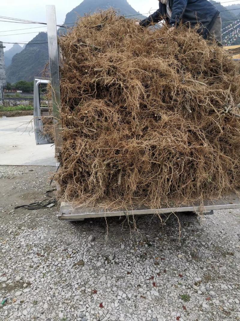 中花吴茱萸苗（正品中花品种，广西品种）大量供应