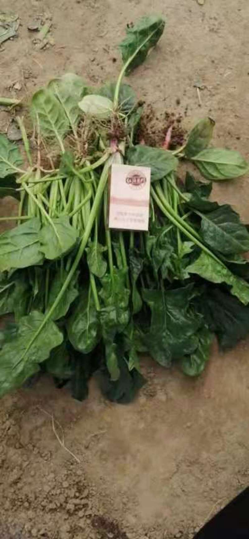 大量供应优选默，菠菜
