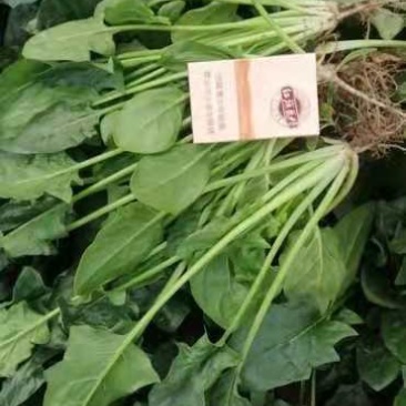 大量供应优选默，菠菜