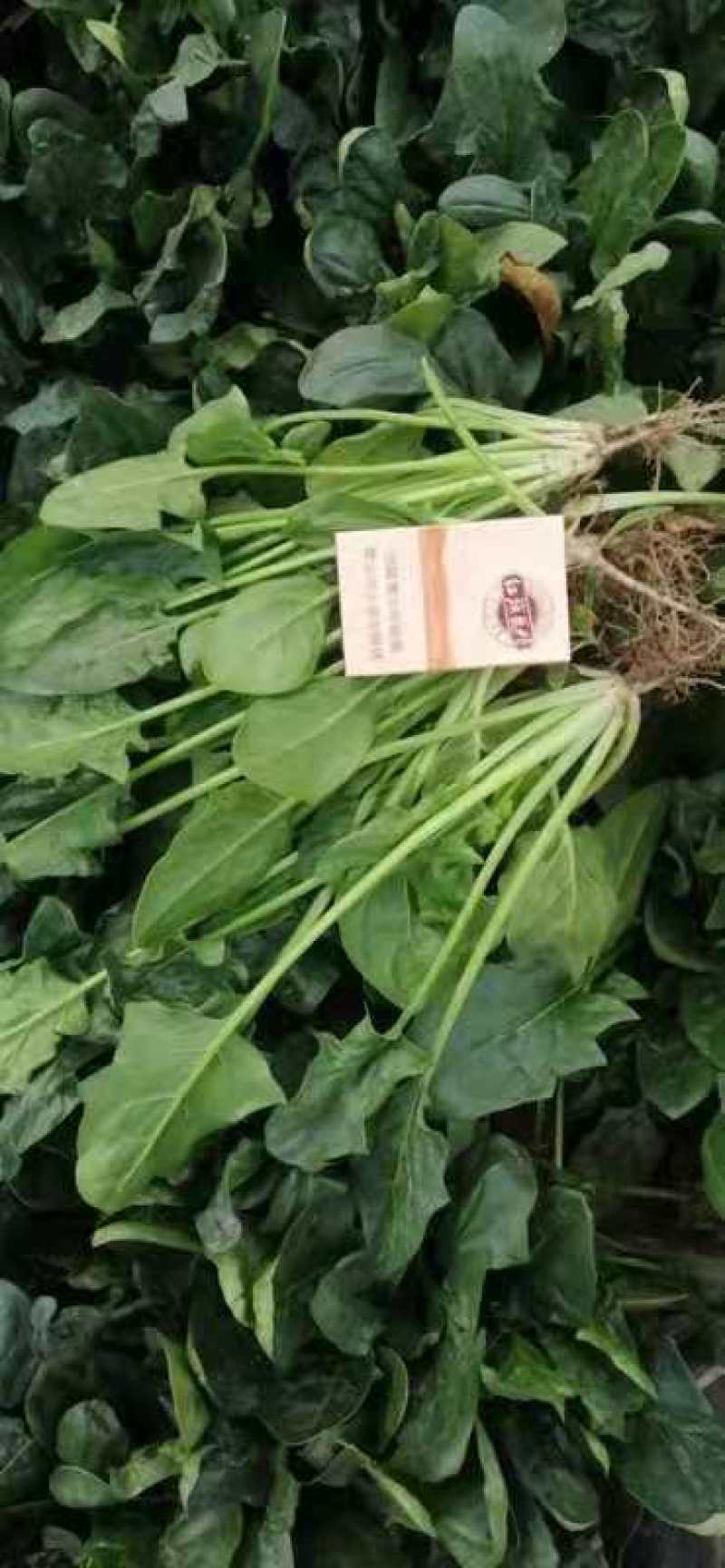 大量供应优选默，菠菜
