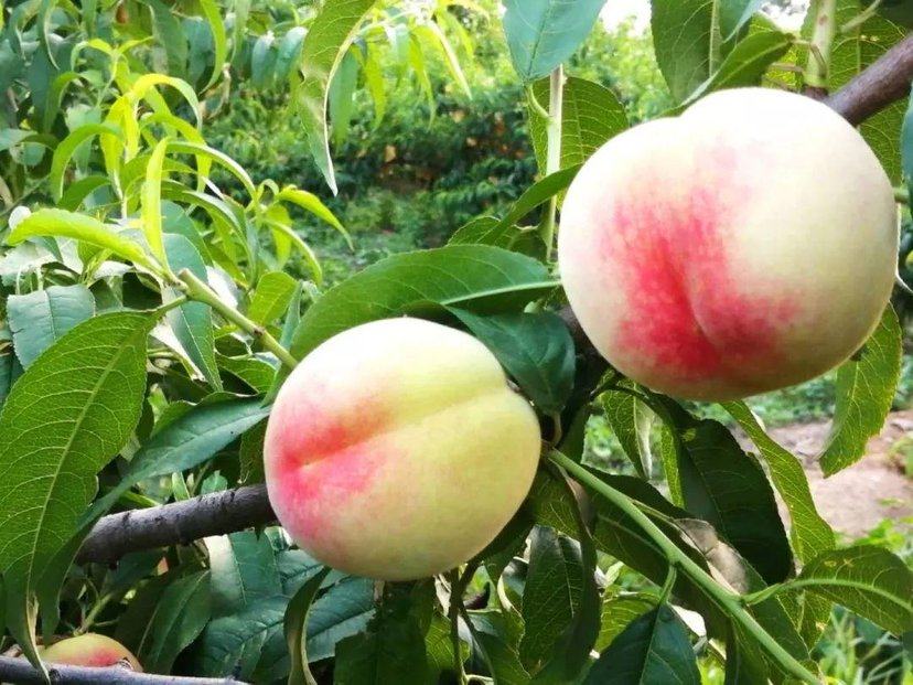 蜜桃果园实景图,展示新鲜采摘的蜜桃,果皮红润、果肉饱满 蜜桃果园实景图