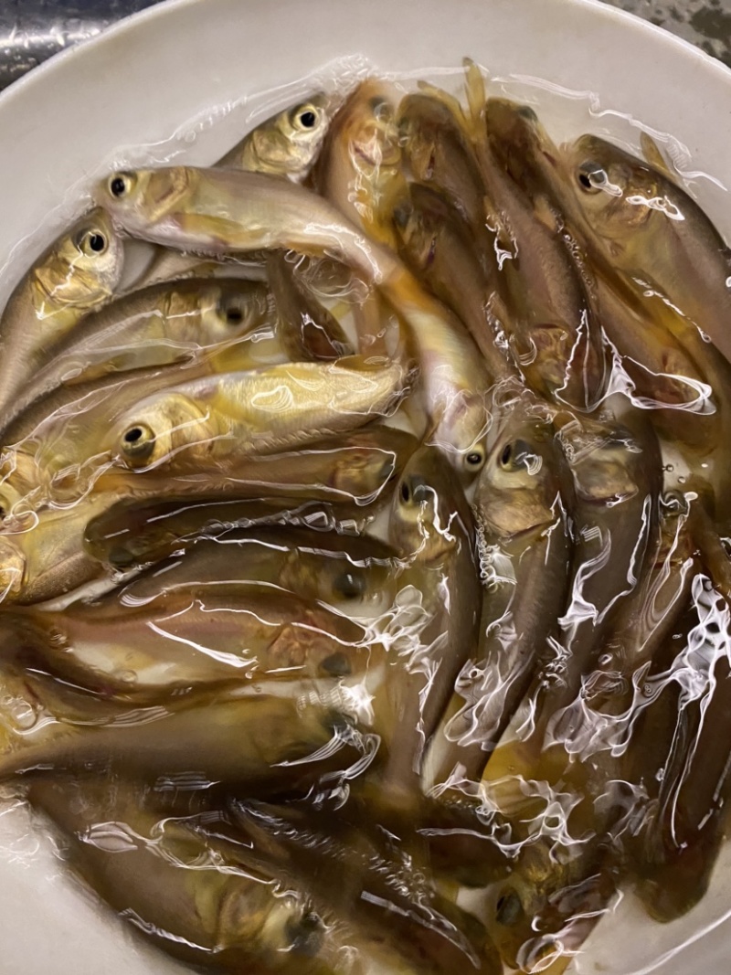 金大头鱼成活率高鱼苗采购已训食料全国发货