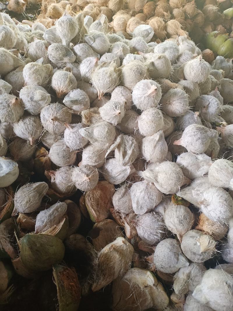 海南文昌椰青，厂家直发，一手货源，质量保证，