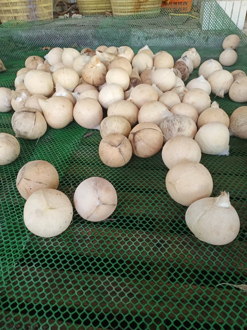 海南文昌椰青，厂家直发，一手货源，质量保证，
