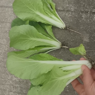 小白菜已经开始上市了