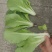 小白菜已经开始上市了