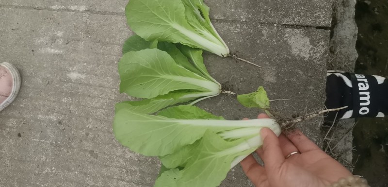 小白菜已经开始上市了