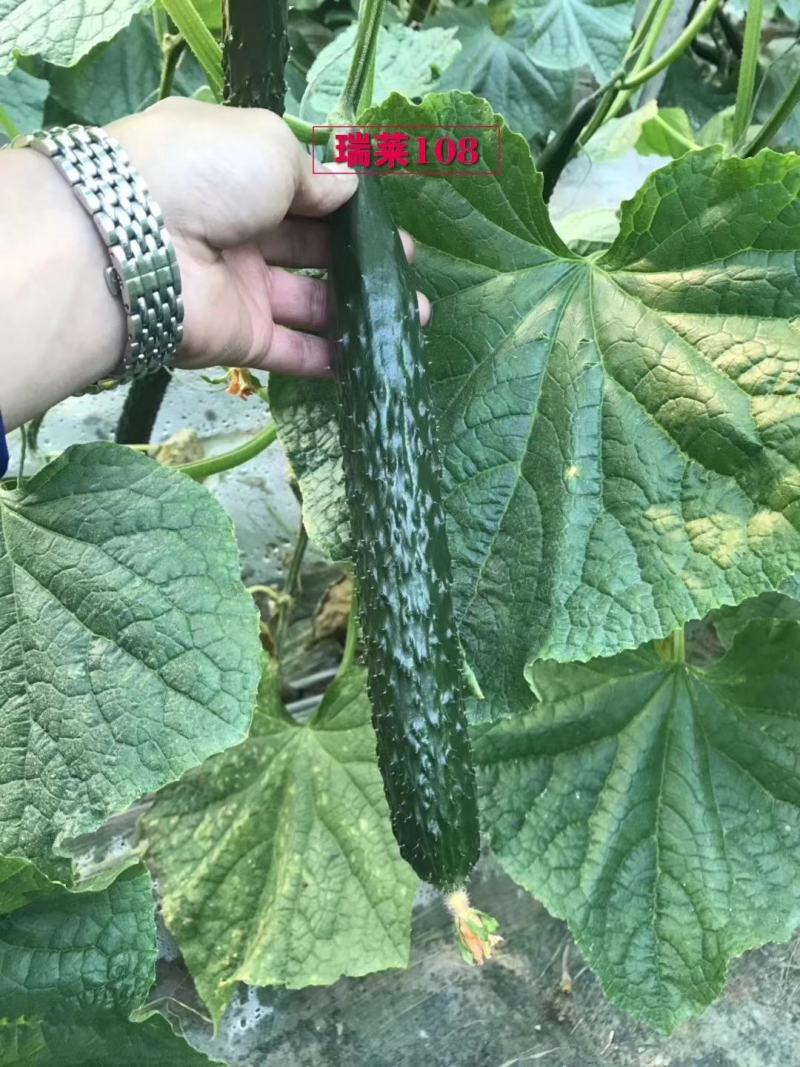 【热卖】早春秋延定植的瑞莱108强雌黑油亮大黄瓜种子包邮到家