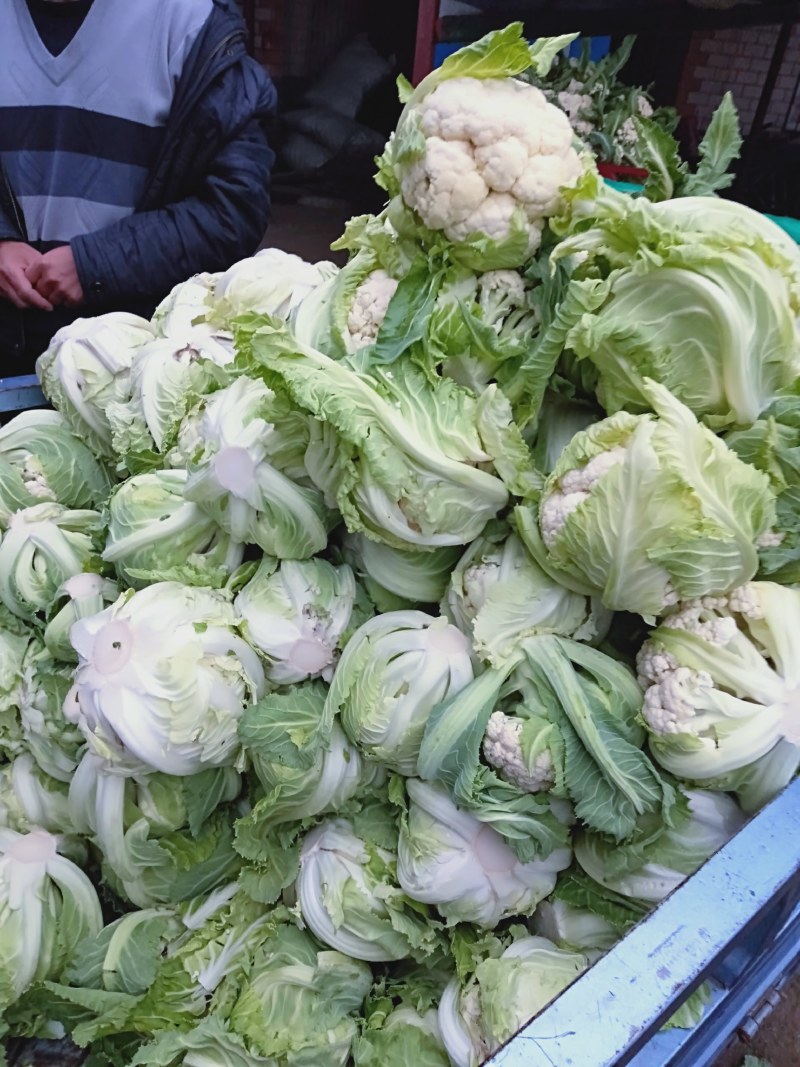 有机花菜白花菜大量现货白色好看