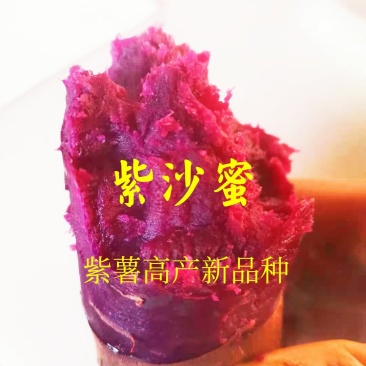 紫薯苗,新品种紫薯苗,好吃紫沙蜜苗,高产紫薯苗