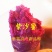 紫薯苗,新品种紫薯苗,好吃紫沙蜜苗,高产紫薯苗