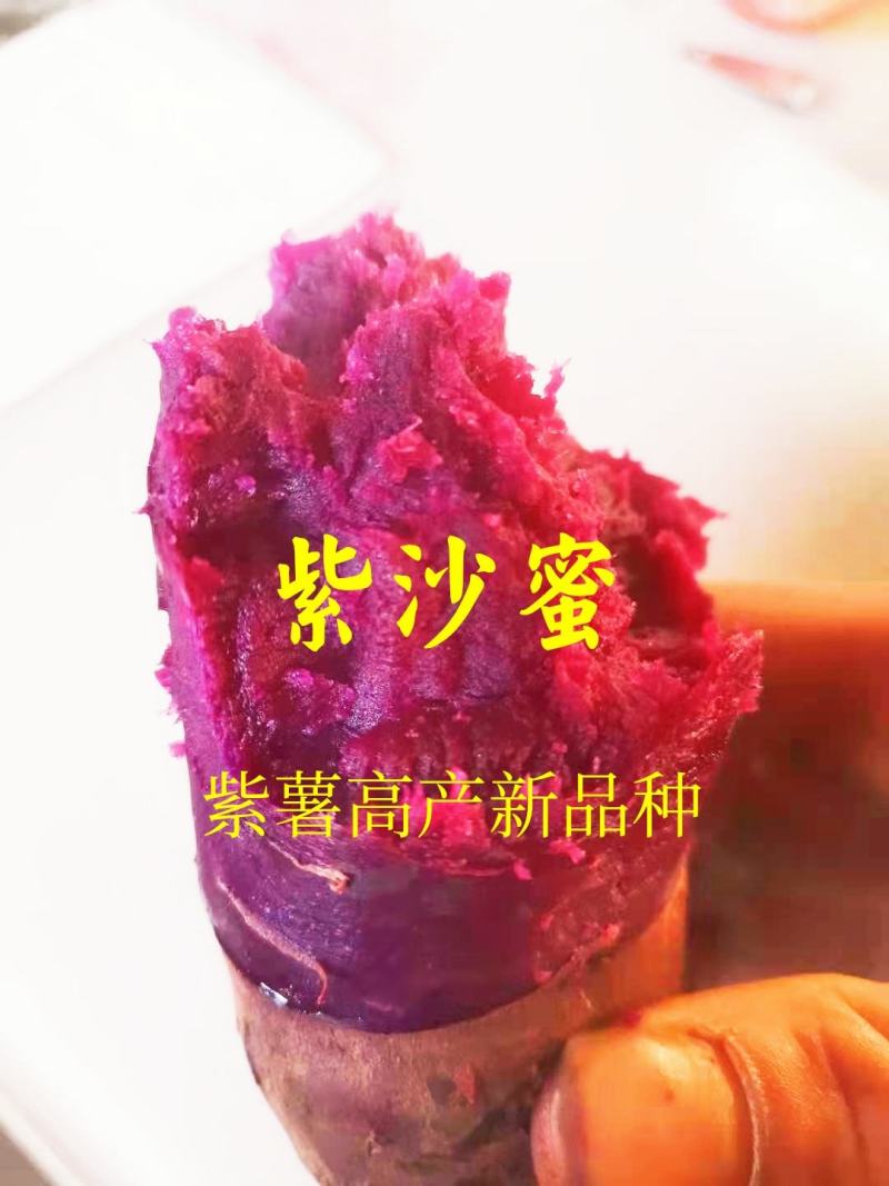 紫薯苗，新品种紫薯苗，好吃紫沙蜜苗，高产紫薯苗