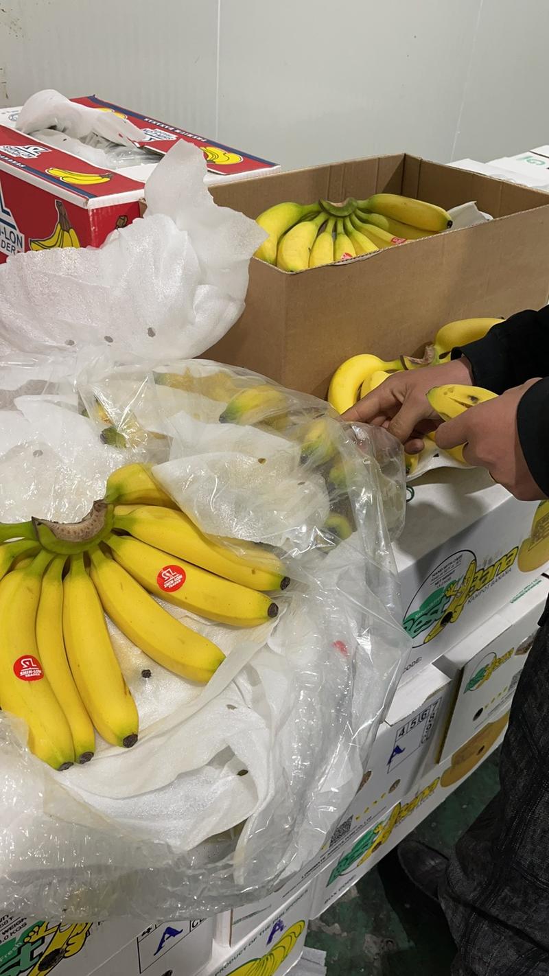 特价精品菲律宾进口香蕉。常年大量供应，电商平台，批发零售