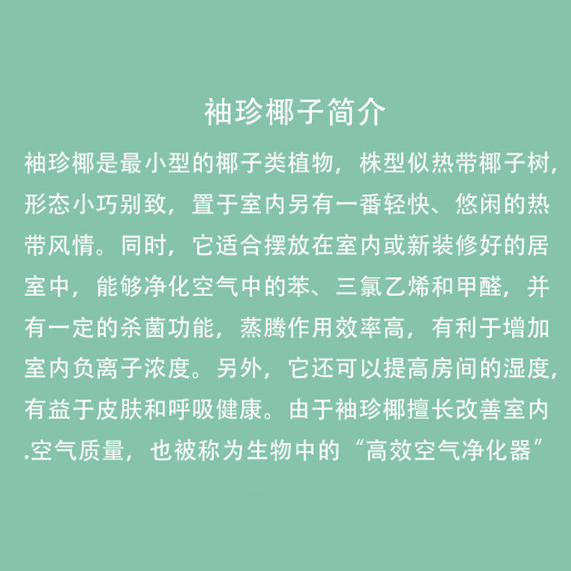 散尾葵盆栽夏威夷竹子凤尾竹室内花卉绿植袖珍椰子室内大型
