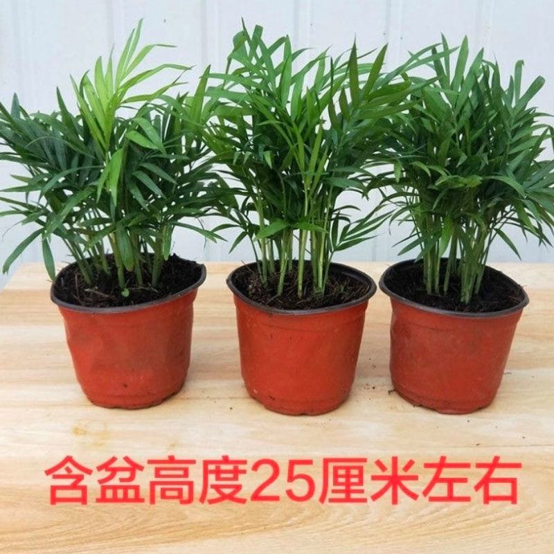 散尾葵盆栽夏威夷竹子凤尾竹室内花卉绿植袖珍椰子室内大型